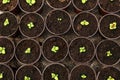 Many fresh green seedlings growing in pots with soil Royalty Free Stock Photo