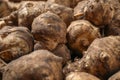 Many fresh Jerusalem artichokes as background, closeup