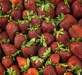 Many Fresh, natural and ripe strawberry berries. Royalty Free Stock Photo