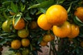 Fresh oranges Waiting to harvest in organic farming.