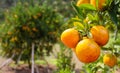 Fresh oranges Waiting to harvest in organic farming.