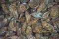 Many fresh oysters for sale at fish market Royalty Free Stock Photo