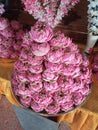 many fresh pink lotus