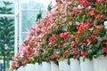 Many fresh potted pink and red flowers line neatly Royalty Free Stock Photo