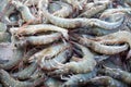 Many fresh raw shrimps close up, heap of prawns on seafood market, tropical marine crustaceans, gourmet healthy food Royalty Free Stock Photo