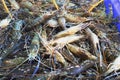 Many fresh raw shrimps close up, heap of prawns on seafood market, tropical marine crustaceans, gourmet healthy food, sea or ocean Royalty Free Stock Photo