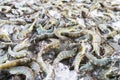 Many fresh raw shrimps close up, heap of prawns on seafood market, tropical marine crustaceans, gourmet healthy food, sea or ocean Royalty Free Stock Photo
