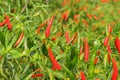 Many fresh red hot chili peppers growing on tree