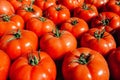 Many fresh red tomatoes big fruit type. Royalty Free Stock Photo