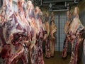 Many fresh slaughtered cattle halves are hanging in the cold store of a slaughterhouse in Germany, Schleswig-Holstein