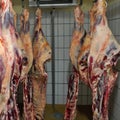 Many fresh slaughtered cattle halves are hanging in the cold store of a slaughterhouse in Germany, Schleswig-Holstein