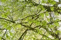 Many fresh spring leaves on a tree Royalty Free Stock Photo