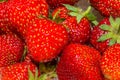 Many fresh strawberries macro