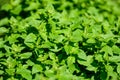 Many fresh vivid green leaves of Origanum vulgare, commonly known as Oregano, wild or sweet marjoram, in a herbs garden in a sunny Royalty Free Stock Photo