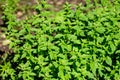 Many fresh vivid green leaves of Origanum vulgare, commonly known as Oregano, wild or sweet marjoram, in a herbs garden in a sunny Royalty Free Stock Photo