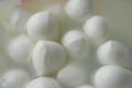 Many fresh white mozzarella cheese balls Royalty Free Stock Photo