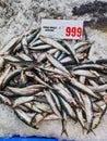 Many Fresh Sardines, Sydney Fish market, Australia Royalty Free Stock Photo