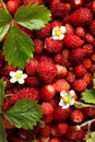 Many fresh wild strawberries, flowers and leaves as background, closeup Royalty Free Stock Photo