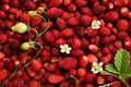 Many fresh wild strawberries, flowers and leaves as background, top view Royalty Free Stock Photo