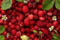 Many fresh wild strawberries, flowers and leaves as background, top view Royalty Free Stock Photo