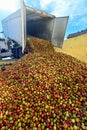 Many freshly harvested apples are unloaded from a truck in a food factory for further processing into juice
