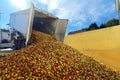 Many freshly harvested apples are unloaded from a truck in a food factory for further processing into juice