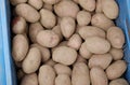 Many freshly harvested potatoes in a plastic crate on a market Royalty Free Stock Photo