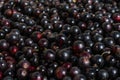 Many freshly picked and washed ripe raw black currant berries.