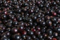 Many freshly washed and picked black currants on bright summer sunlight