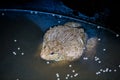 Many frogs are found in a pond in a frog farm