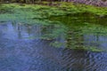 Many frogs in swamp, pond of murky water, full of green algae, animal wildlife.