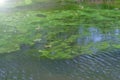 Many frogs in swamp, pond of murky water, full of green algae, animal wildlife.