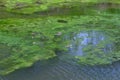 Many frogs in swamp, pond of murky water, full of green algae, animal wildlife.