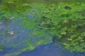 Many frogs in swamp, pond of murky water, full of green algae, animal wildlife.