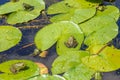 Many frogs on water lilies