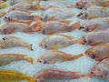 Many frozen tilapia fish are sold in the market