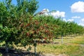 Many fruit trees with green leaves twig and many red ripe tasty juicy dessert cherry berries growing in orchard. Natural Royalty Free Stock Photo