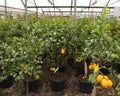 Many Fruit Trees With Lemon And Orange For Sale In The Shop