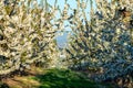 Agriculture farm in Idaho with rows of fruit trees in spring blossom Royalty Free Stock Photo