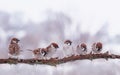 Many funny little birds sparrows are sitting nearby on a tree branch in the winter garden under falling snowflakes and cheerfully Royalty Free Stock Photo