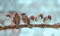 Many funny little birds sparrows are sitting nearby on a tree branch in the winter garden under falling snowflakes and tweet Royalty Free Stock Photo