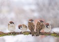 Many funny little birds sparrows are sitting on a tree branch in winter garden under falling snowflakes and cheerfully tweet Royalty Free Stock Photo