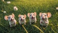 Many funny mice the clearing little fluffy looks meadow grass beautiful