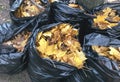 Many garbage bags of raked autumn yellow maple leaves