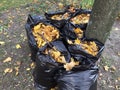 Many garbage bags of raked autumn yellow maple leaves on ground Royalty Free Stock Photo