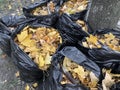 garbage bags of raked autumn yellow maple leaves in a park Royalty Free Stock Photo