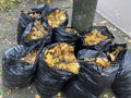 garbage bags of raked autumn yellow maple leaves in a park Royalty Free Stock Photo