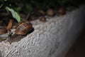 Many garden snails in the garden, at nigth