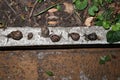 Many garden snails in the garden, at nigth