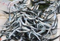 many garfish just caught for sale